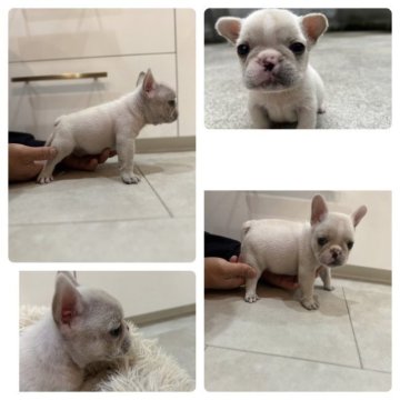 フレンチブルドッグ【岡山県・男の子・2023年4月14日・クリーム】の写真「うっすらハニーパイドの柄がで始めた小ぶりな男の子✨」