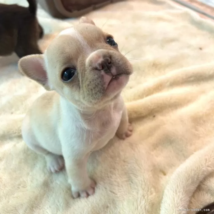 ID：2411-03656の子犬