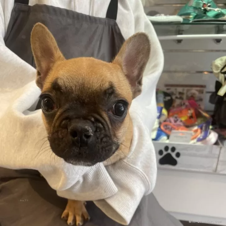 ID:2503-01062の子犬
