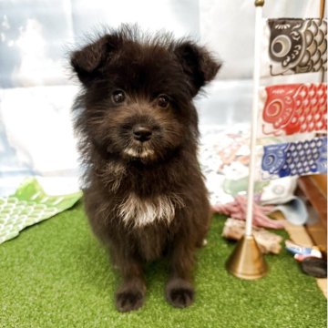 ミックス(トイプードル×柴犬)【東京都・女の子・2025年2月26日・ブラック】の写真「小ぶりな可愛い女の子♪」
