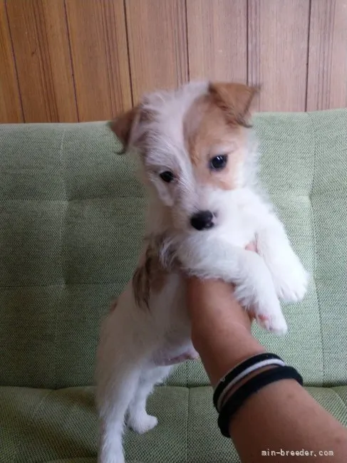 ID：2201-02353の子犬