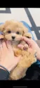 💓マルプー(マルチーズ×トイプードル)💓【福岡県・女の子・2025年9月15日・🐶アプリコット🐶】の写真10
