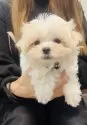 マルチーズ【福岡県・女の子・2025年9月23日・☁️ホワイト☁️】の写真11