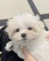 マルチーズ【福岡県・女の子・2025年9月23日・☁️ホワイト☁️】の写真12