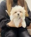 マルチーズ【福岡県・女の子・2025年9月23日・☁️ホワイト☁️】の写真13
