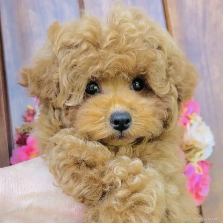きらきら⭐︎ 様のお迎えした子犬