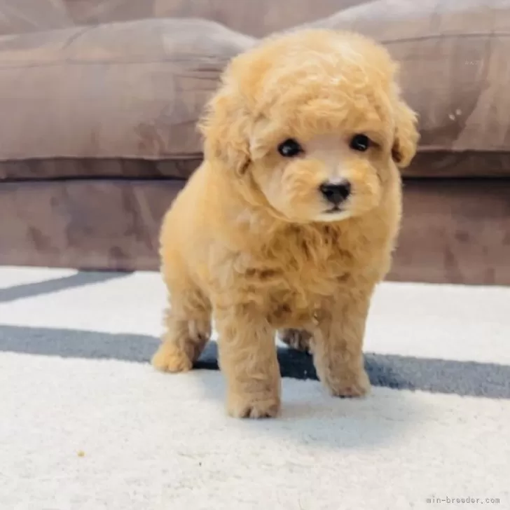 タイニープードル【福岡県・男の子・2025年9月10日・🐶アプリコット🐶】の写真1
