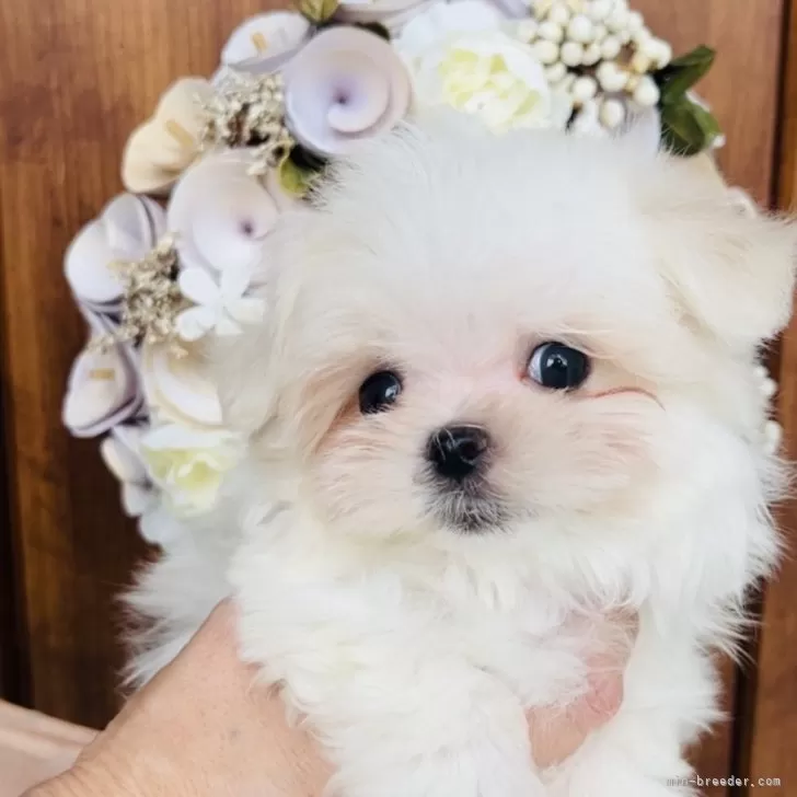 ID：2505-00616の子犬