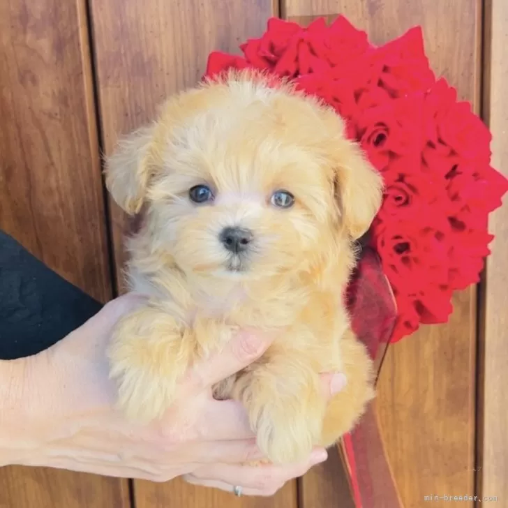 💓マルプー(マルチーズ×トイプードル)💓【福岡県・女の子・2025年9月15日・🐶アプリコット🐶】の写真1