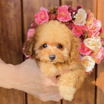 トイプードル(ティーカップ)【福岡県・女の子・2025年8月1日・🌈アプリコット【現在レッド】🌈】の写真「👑ロイヤルティーカッププードル〜1.5kg以👑」