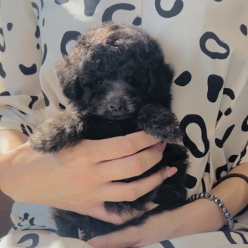 タイニープードル【福岡県・女の子・2025年7月5日・🩶シルバー🩶】の写真「🧡ふわっふわの甘えん坊　リアル小熊さん🧡」