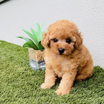 トイプードル(タイニー)【福岡県・女の子・2025年7月12日・🩷アプリコット🩷】の写真「かわいいが大渋滞💕💕💕」