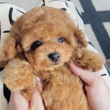 トイプードル(タイニー)【福岡県・男の子・2025年8月1日・🌈アプリコット【現在レッド】🌈】の写真「👑ティーカッププードル〜タイニー👑」