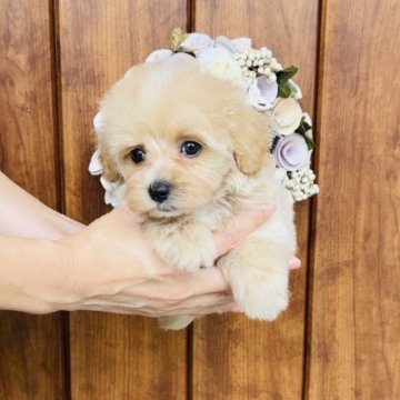 マルプー(マルチーズ×トイプードル)【福岡県・男の子・2025年8月1日・💓アプリコット💓】の写真「初めて子犬お迎えキャンペーン🎁早い者勝ち💪」