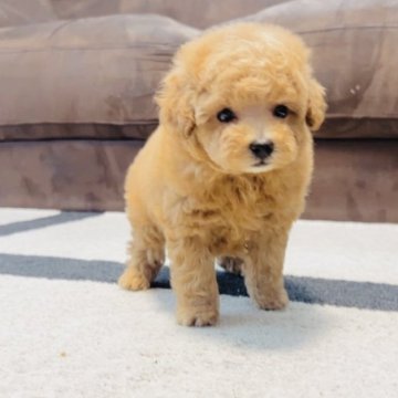 トイプードル(タイニー)【福岡県・男の子・2025年9月10日・🐶アプリコット🐶】の写真「🐶動くぬいぐるみ🧸ドルチェ君🎗️」