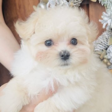 💗マルプー(マルチーズ×トイプードル)💗【福岡県・男の子・2025年5月31日・アプリコット🧸】の写真「かわいすぎるマルプー　ロミオくん💗」