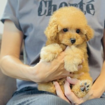 タイニープードル【福岡県・女の子・2025年7月12日・🩷アプリコット🩷】の写真「かわいいが大渋滞💕💕💕」