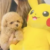 タイニープードル