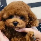 ティーカッププードル