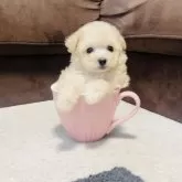 タイニープードル
