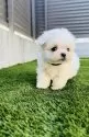 マルチーズ【福岡県・女の子・2025年9月23日・☁️ホワイト☁️】の写真3