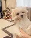 マルチーズ【福岡県・女の子・2025年9月23日・☁️ホワイト☁️】の写真9