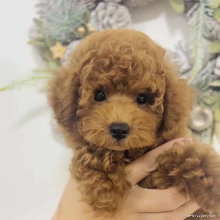 ID:2407-08274の子犬