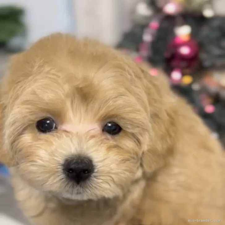 ID:2311-06542の子犬