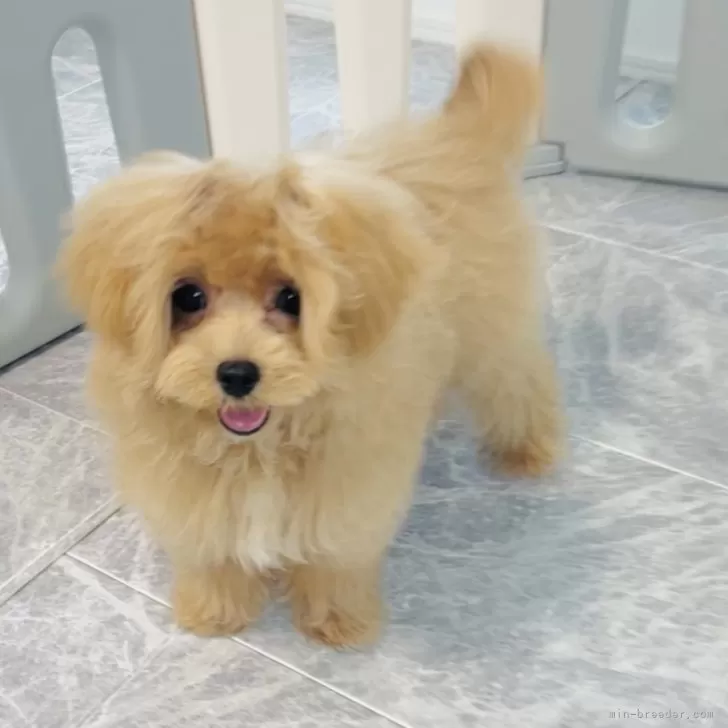ID：2403-02299の子犬