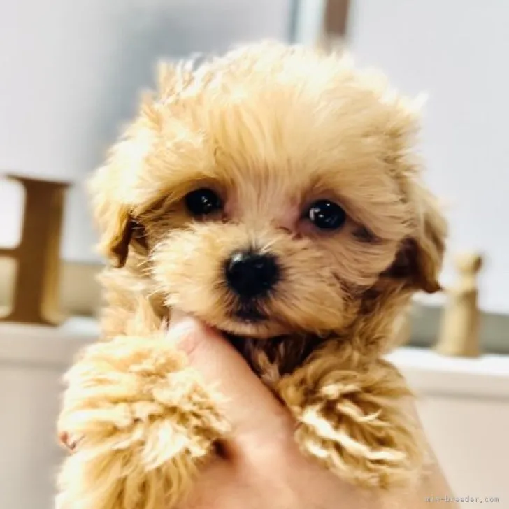 ID：2304-03228の子犬