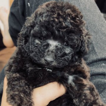 トイプードル(タイニー)【福岡県・女の子・2024年3月23日・シルバー】の写真「5/15体重約700g🐶」