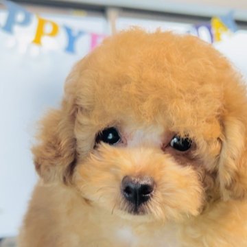 トイプードル(タイニー)【福岡県・男の子・2024年4月14日・アプリコット】の写真「🍉全部込み夏休みお迎えキャンペーン中🍉🐶」