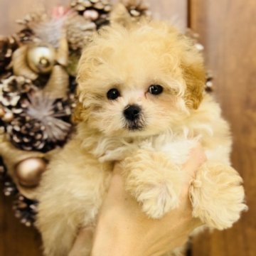 マルプー【マルチーズ♂❌トイプードル♀】【福岡県・男の子・2023年3月20日・クリーム】の写真「6月お迎え応援価格お気軽に見学来てくださいね👑」