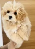 マルプー🐶(マルチーズ×トイプードル)【福岡県・男の子・2024年1月18日・アプリコット】の写真3