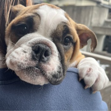 ブルドッグ【大阪府・女の子・2025年8月27日・レッドアンドホワイト】の写真「お母さんにそっくりの可愛い女の子です」