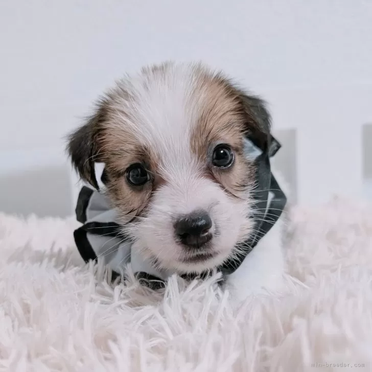 ID：2509-02866の子犬