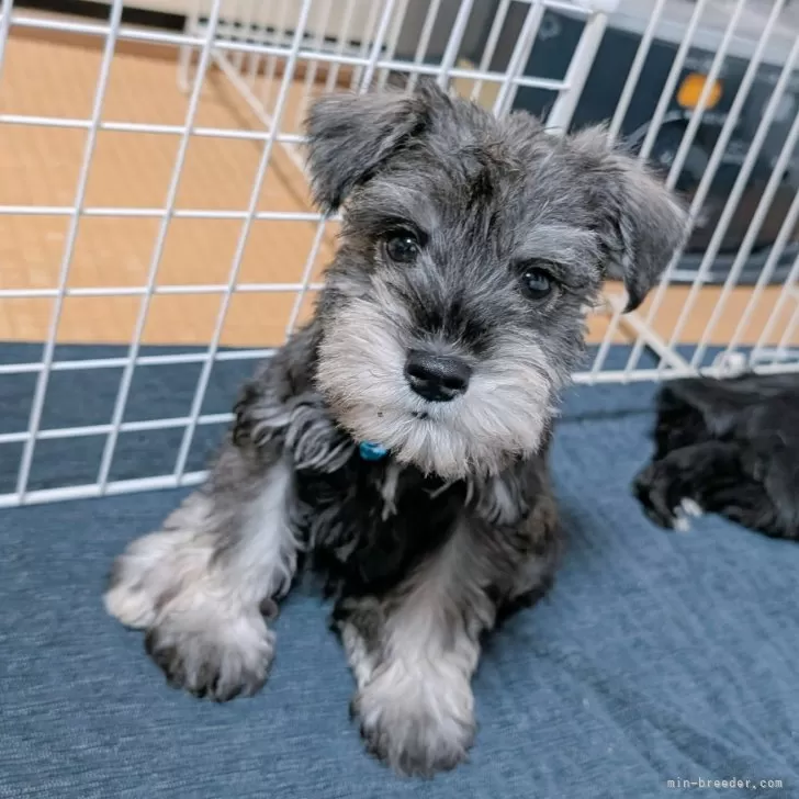 ひでさん 様のお迎えした子犬