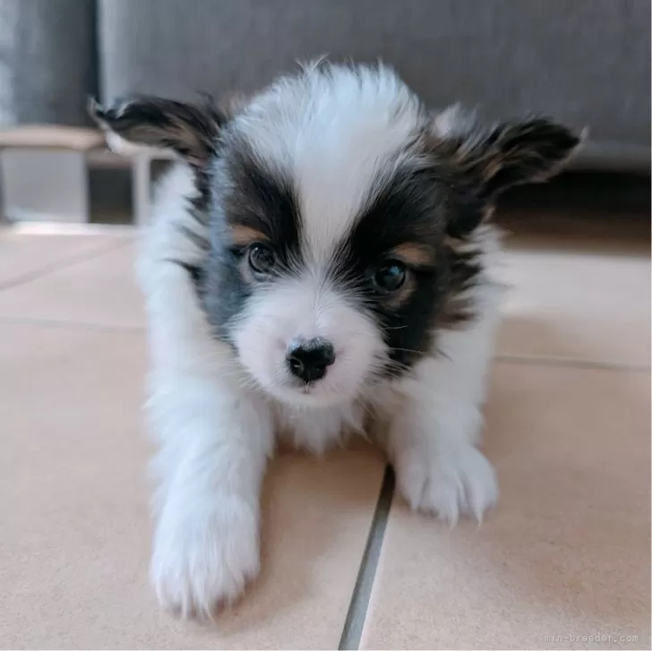 ID：2503-01321の子犬