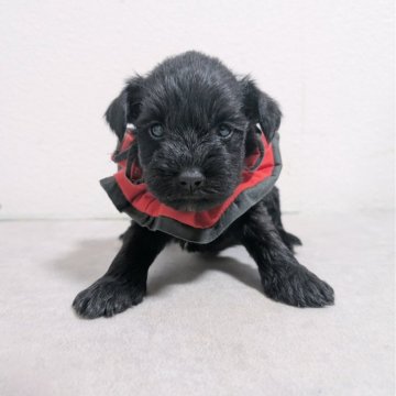 ミニチュアシュナウザー【長崎県・女の子・2025年11月26日・ブラック】の写真「マイペースな女の子☺️」