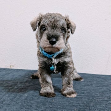 ミニチュアシュナウザー【長崎県・男の子・2025年4月25日・ソルト&ペッパー】の写真「ソルト＆ペッパーの男の子♡」