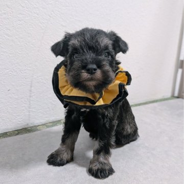 ミニチュアシュナウザー【長崎県・女の子・2025年11月26日・ソルト&ペッパー】の写真「小柄でおっとりした女の子☺️」