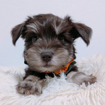 ミニチュアシュナウザー【長崎県・女の子・2025年9月24日・レバー&タン】の写真「珍しいカラー☺️レバー＆タンの女の子♡」