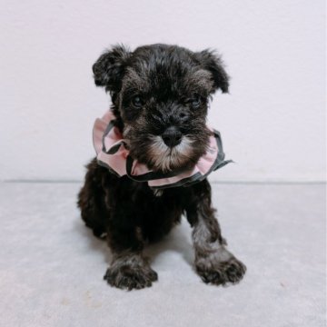 ミニチュアシュナウザー【長崎県・女の子・2025年10月11日・ソルト&ペッパー】の写真「とっても可愛いソルト＆ペッパーの女の子♡」