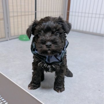 ミニチュアシュナウザー【長崎県・男の子・2025年11月26日・レバー】の写真「小柄で元気な男の子☺️」
