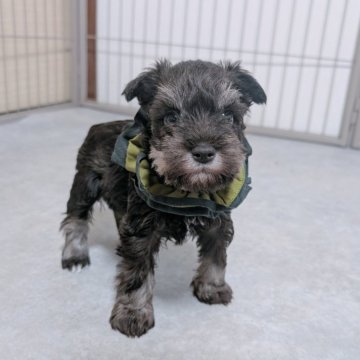 ミニチュアシュナウザー【長崎県・男の子・2025年11月26日・レバー&ペッパー】の写真「小柄で人懐こい男の子☺️」