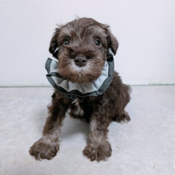 ミニチュアシュナウザー【長崎県・男の子・2025年10月11日・レバー&ペッパー】の写真「レバー＆ペッパーの男の子✨」