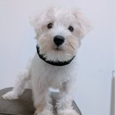 ミニチュアシュナウザー