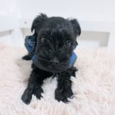 ミニチュアシュナウザー