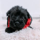 ミニチュアシュナウザー