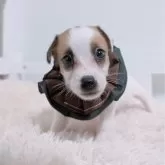 ジャックラッセルテリア